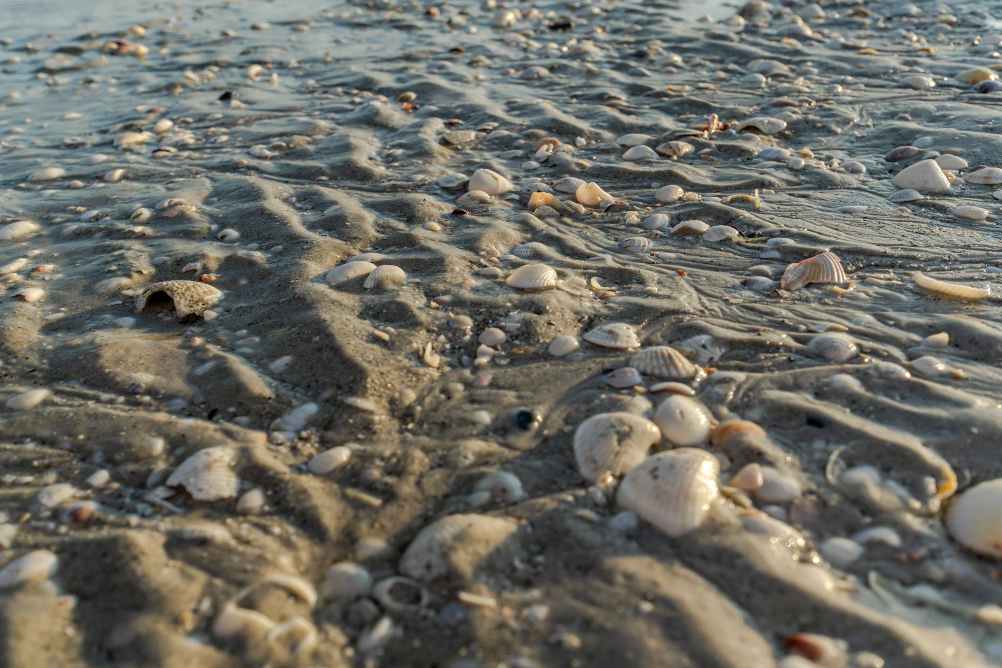 Wading birds along the Sanibel shoreline.